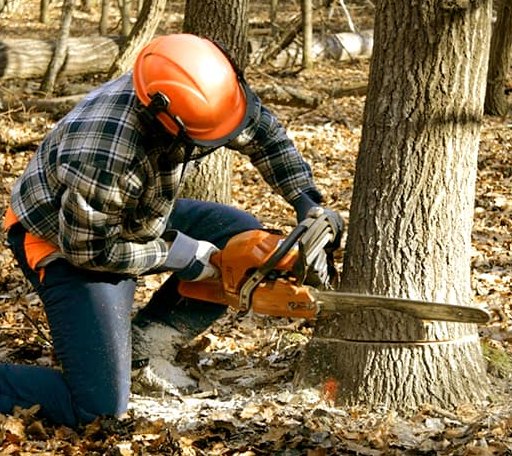 Tree Removal in Philadelphia, NY